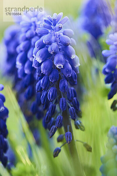 Armenische Traubenhyazinthe oder Gartentraubenhyazinthe (Muscari armeniacum); Bayern  Deutschland