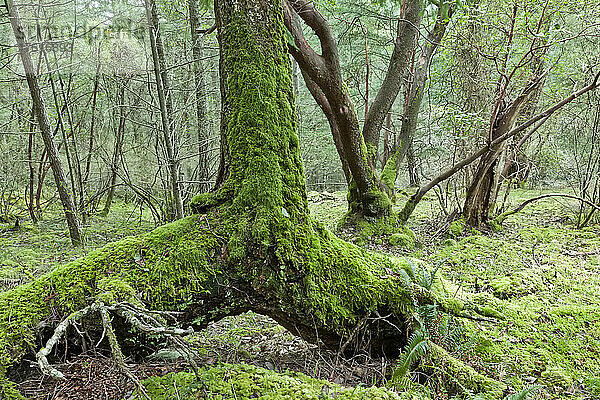 Moosbewachsene Bäume  Reginald Hill  Salt Spring Island  British Columbia  Kanada