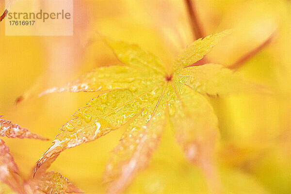 Goldener Glanz eines Wein-Ahornblattes (Acer circinatum) mit Wassertropfen auf der Oberfläche  Mount Rainier National Park; Washington  Vereinigte Staaten von Amerika