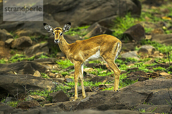 Porträt eines weiblichen Impalas (Aepyceros melampus) im Impala-Schutzgebiet im Westen Kenias; Kenia