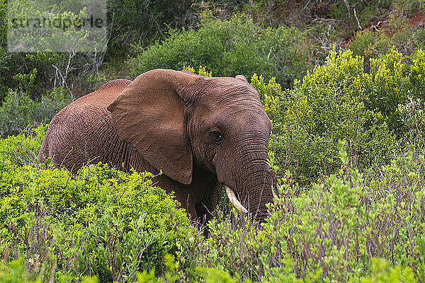 Porträt eines afrikanischen Elefanten (Loxodonta)  der im Gebüsch der Savanne im Addo Elephant National Park steht; Ostkap  Südafrika