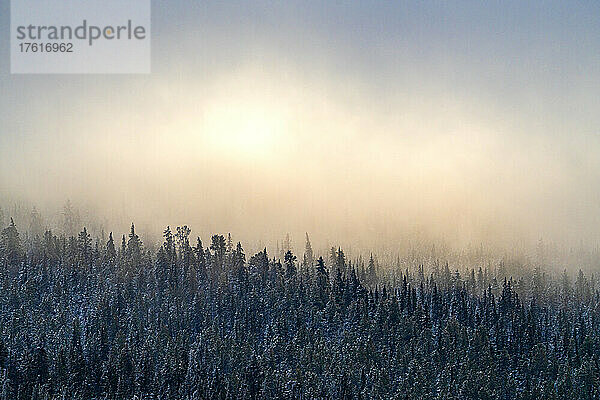 Winterliche Landschaft mit durch die Wolken leuchtender Sonne über einem frostigen Wald; Whitehorse  Yukon  Kanada