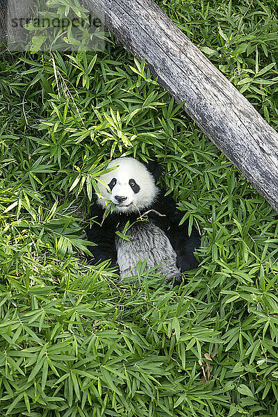 Bei-Bei  das Panda-Baby des National Zoo; Washington  District of Columbia.
