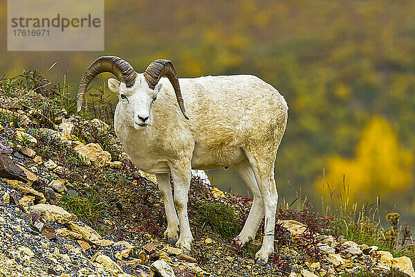 Ein männliches Dall-Schaf steht an einem felsigen Hang.