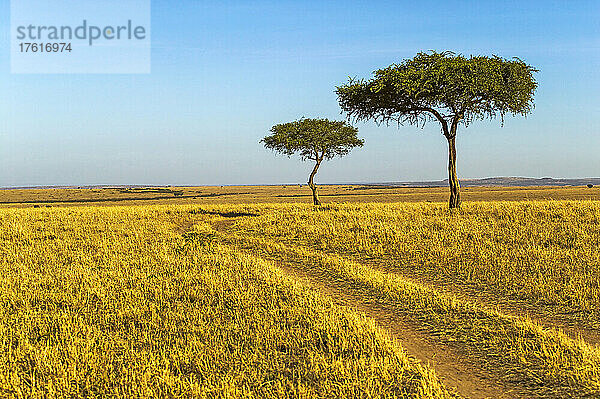 Akazienbäume im Maasai Mara National Reserve  Kenia; Der östliche Teil des Maasai Mara National Reserve  Kenia.