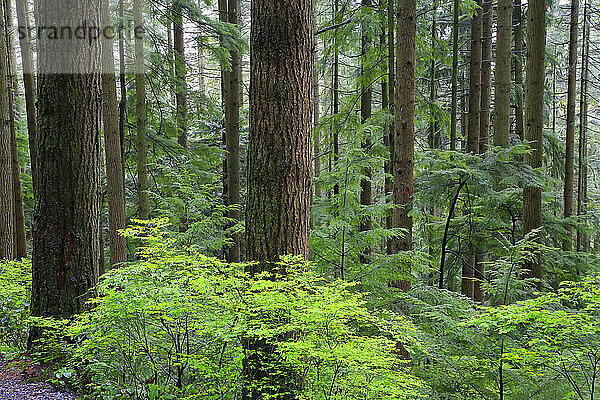 Wald im Lynn Canyon Park  North Vancouver  British Columbia