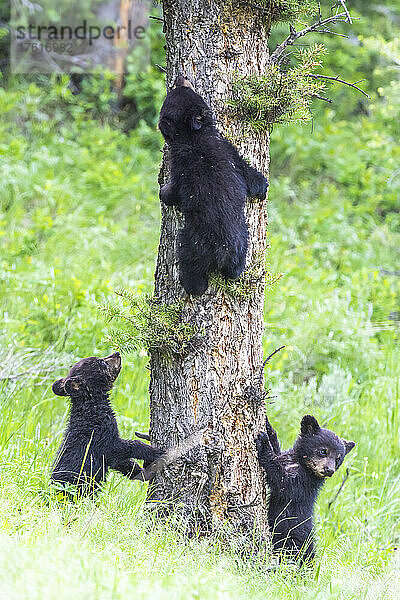 Drei amerikanische Schwarzbärenjunge (Ursus americanus) lernen im Yellowstone-Nationalpark  auf eine Douglasie (Pseudotsuga menziesii) zu klettern. Der Amerikanische Schwarzbär ist eine von acht Bärenarten auf der Welt und eine von drei auf dem nordamerikanischen Kontinent; Wyoming  Vereinigte Staaten von Amerika