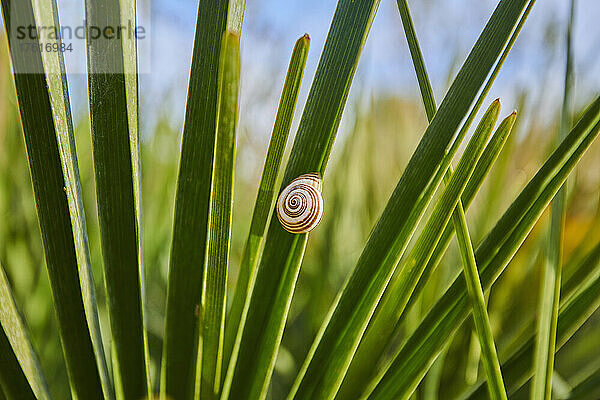 Weißlippenschnecke oder Gartenbindenschnecke (Cepaea hortensis); Katalonien  Spanien