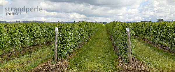 Blick durch Reihen von Himbeerpflanzen  die auf einem Feld wachsen  Farmland; Abbotsford  British Columbia  Kanada