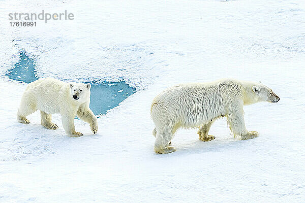 Ein Eisbärenjunges und seine Mutter (Ursus maritimus) wandern über das Packeis in der kanadischen Arktis.