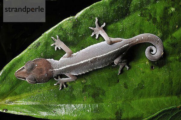 Ein Katzengecko im Gunung Mulu National Park; Gunung Mulu National Park  Sarawak  Borneo  Malaysia.