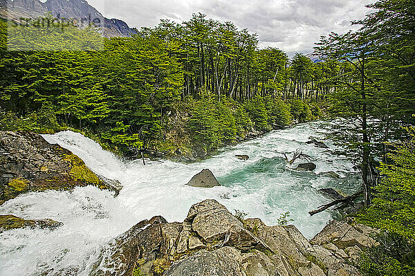 Der Rio de las Vueltas fließt durch einen patagonischen Südbuchenwald (Nothofagus) in der Nähe von El Chalten im Parque Nacional Los Glaciares; Patagonien  Argentinien.