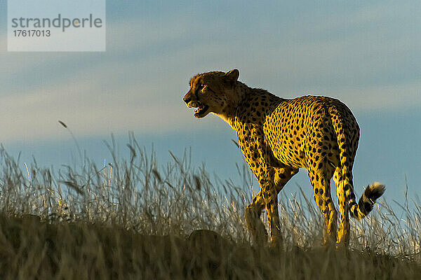 Ein Gepard läuft im Schatten davon.