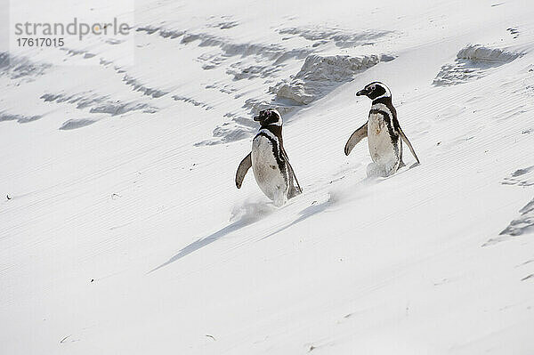 Zwei Magellanpinguine (Spheniscus magellanicus) schlurfen und rutschen durch den Sand  während sie einen sandigen Abhang hinunterwandern; Antarktis