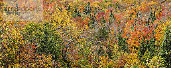 Kräftig gefärbtes Herbstlaub in einem Wald in den Laurentides; Quebec  Kanada