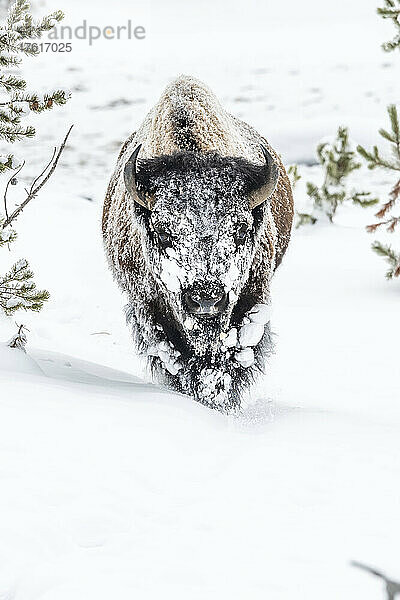 Schneebedeckter amerikanischer Bison (Bison bison) in einem Schneesturm im Yellowstone National Park; Vereinigte Staaten von Amerika