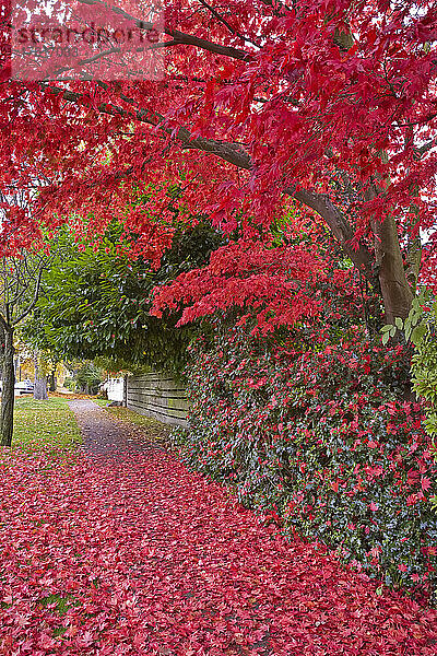 14th Avenue  West Point Grey  Vancouver  British Columbia  Kanada