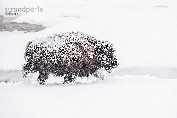 Schneebedeckter Bison (Bison bison)  der in einem Schneesturm im Yellowstone National Park spazieren geht; Vereinigte Staaten von Amerika