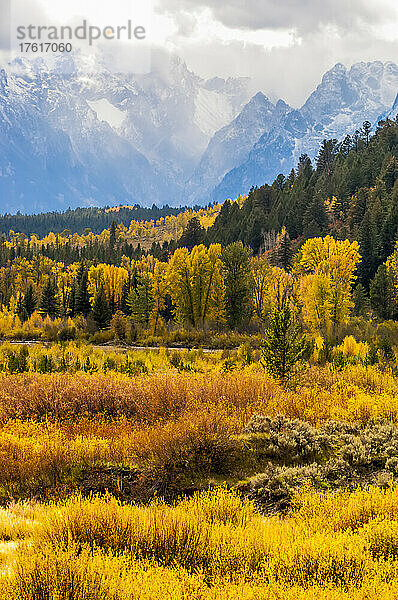 Goldene Herbstfarben der Pappeln und Espen entlang des Pacific Creek im Yellowstone National Park mit den blauen  schneebedeckten Bergen der Teton Range im Grand Teton National Park; Wyoming  Vereinigte Staaten von Amerika