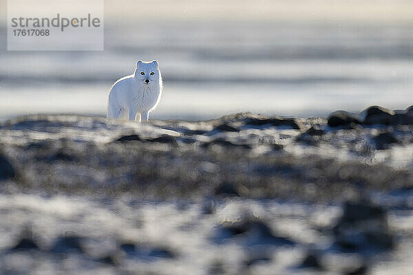 Polarfuchs (Vulpes lagopus) steht auf der Tundra und beobachtet die Kamera; Arviat  Nunavut  Kanada