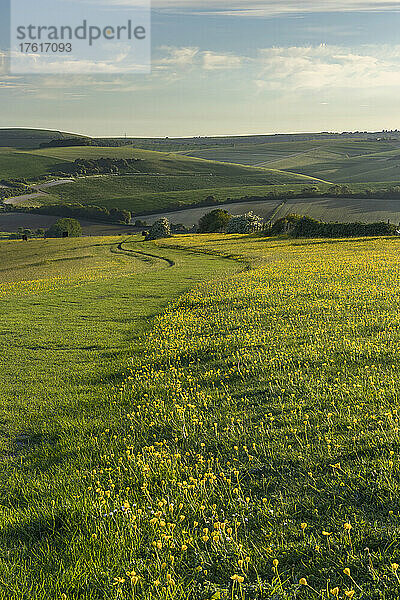 Ein Feld voller Butterblumen badet in der Abendwärme der Spätsommersonne; Beeding Hill  West Sussex  England