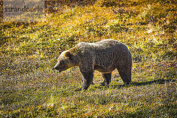 Grizzlybär (Ursus arctos horribilis) schlendert durch die herbstlich gefärbte Vegetation in der Tundra; Denali National Park & Preserve  Interior Alaska  Alaska  Vereinigte Staaten von Amerika