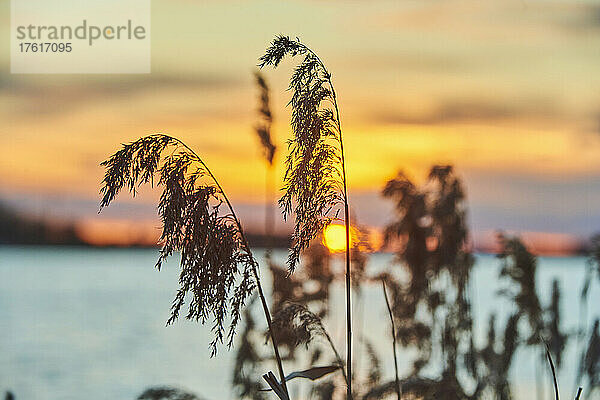 Schilfrohr (Phragmites australis) entlang der Donau bei Sonnenuntergang; Bayern  Deutschland