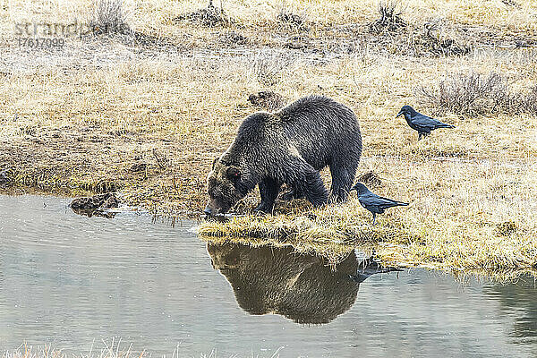 Braunbär (Ursus arctos)  der an einem mit Frost bedeckten grasbewachsenen Ufer steht und Wasser trinkt  nachdem er sich von einem Bisonkadaver ernährt hat  während Raben (Corvus corax) in der Nähe stehen  um Nahrungsreste zu erbeuten; Yellowstone National Park  Vereinigte Staaten von Amerika