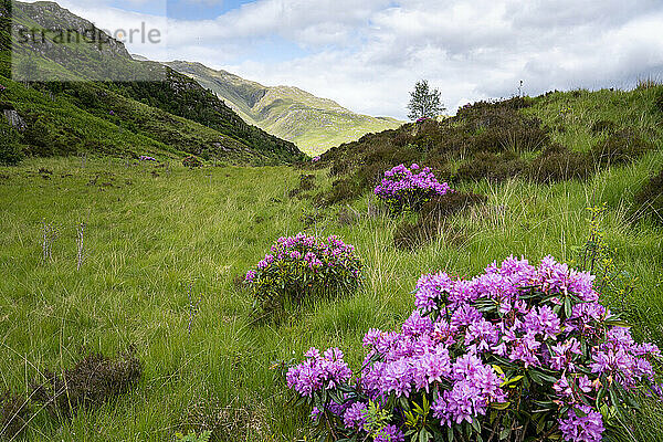 Rhododendren säumen die Landschaft bei einer Wanderung in Glenfinnan  Schottland; Glenfinnan  Schottland