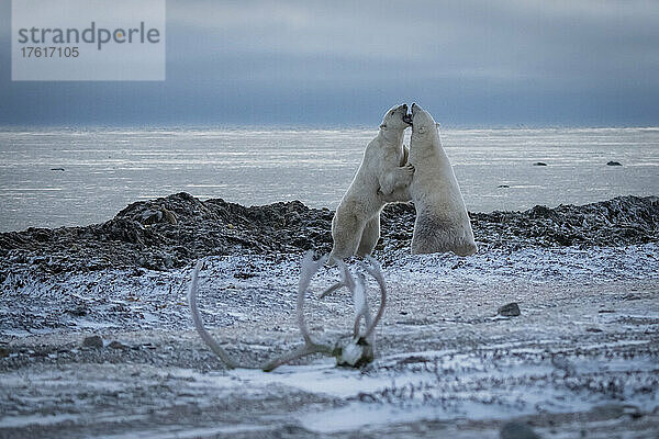 Zwei Eisbären (Ursus maritimus) sparren in der Nähe eines Karibu-Geweihs; Arviat  Nunavut  Kanada