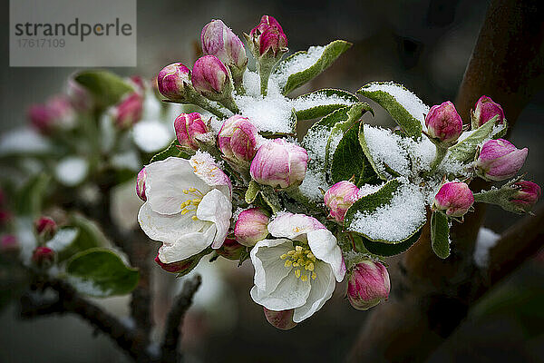 Nahaufnahme eines Büschels früher Apfelblüten (Malus domestica)  die leicht mit Schnee bedeckt sind; Alberta  Kanada