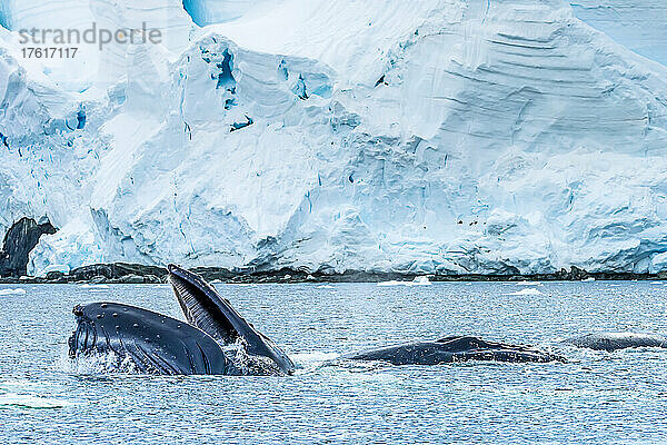 Buckelwale bei der Fütterung in der Nähe von Paradise Harbor  Antarktis.