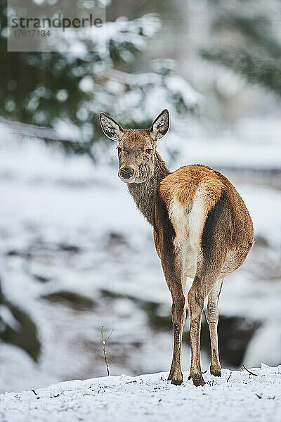 Porträt eines Rothirsches (Cervus elaphus) auf einer verschneiten Wiese  in Gefangenschaft; Bayern  Deutschland