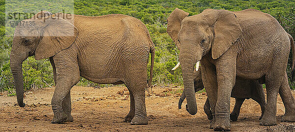 Afrikanische Elefanten (Loxodonta)  Tierfamilie beim gemeinsamen Spaziergang durch die Savanne im Addo Elephant National Park; Ostkap  Südafrika