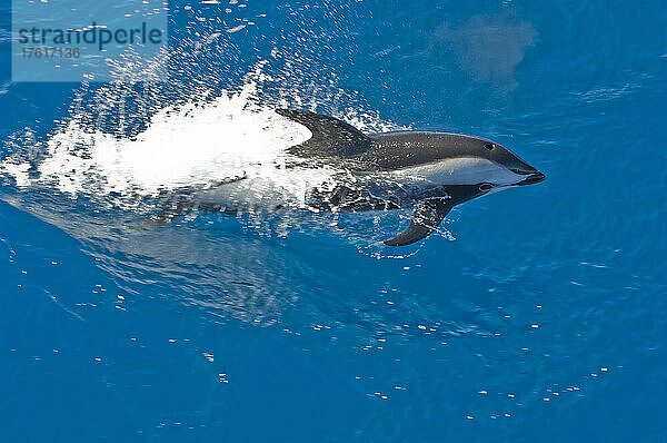 Sanduhr-Delphin (Lagenorhynchus cruciger) schwimmt im blauen Wasser des Südlichen Ozeans; Südgeorgien  Antarktis