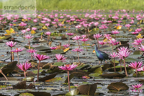 Teichhuhn inmitten der blühenden Lotusblumen (Nelumbo nucifera) am Pink Water Lilies Lake; Udon Thani  Thailand