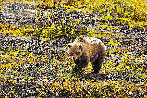 Grizzlybär (Ursus arctos horribilis) bei einem Spaziergang durch die herbstlich gefärbte Vegetation in der Tundra; Denali National Park & Preserve  Interior Alaska  Alaska  Vereinigte Staaten von Amerika