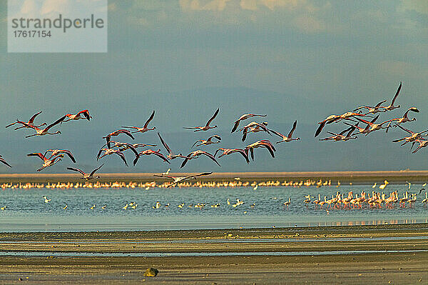 Flamingos am Magadi-See  einem Salzwassersee südwestlich von Nairobi  Kenia; Kenia