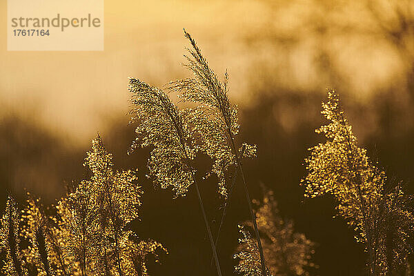 Schilfrohr (Phragmites australis) bei Sonnenaufgang; Bayern  Deutschland