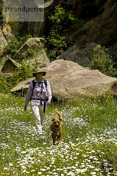 Frau geht mit Hund spazieren  Valles Caldera National Preserve  Santa Fe National Forest; New Mexico  Vereinigte Staaten von Amerika