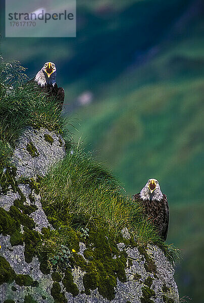 Zwei Weißkopfseeadler (Haliaeetus leucocephalus) auf einer Bergklippe rufen; Alaska  Vereinigte Staaten von Amerika