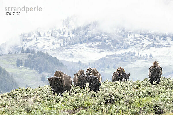 Herde amerikanischer Bisons (Bison bison)  die auf dem Salbeibusch (Artemisia tridentata) im Yellowstone National Park grasen; Vereinigte Staaten von Amerika