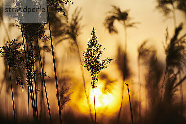 Schilfrohr (Phragmites australis) bei Sonnenaufgang; Bayern  Deutschland