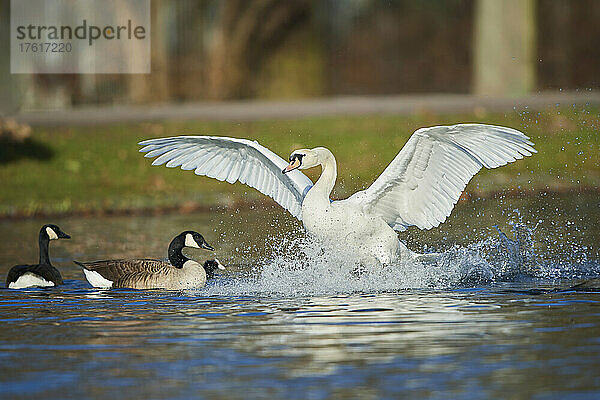 Höckerschwan (Cygnus olor) plantscht bei der Landung auf einem See mit Kanadagänsen (Branta canadensis) und einer Ente; Bayern  Deutschland