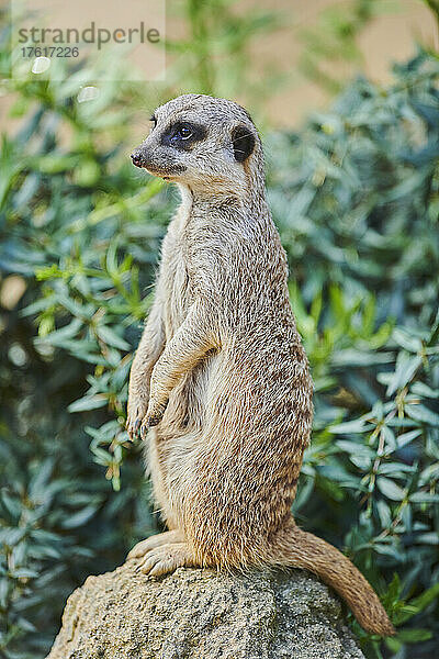 Porträt eines Erdmännchens (Suricata suricatta) auf einem Felsen stehend und nach links blickend  gefangen; Bayern  Deutschland