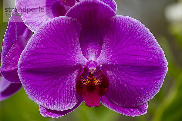 Lila Phalaenopsis-Orchidee; Paia  Maui  Hawaii  Vereinigte Staaten von Amerika