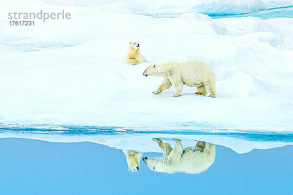 Spiegelung von Eisbärenmutter und -baby (Ursus maritimus)  Eisbärenpass im Lancaster Sound.