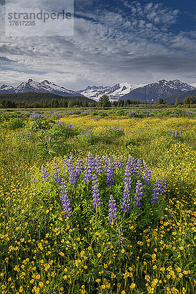 Feld mit Wildblumen  darunter Hahnenfuß (Ranunculus) und Lupinen (Lupinus)  in den Mendenhall Wetlands mit den Coast Mountains in der Ferne unter einem bewölkten Himmel; Juneau  Südost-Alaska  Alaska  Vereinigte Staaten von Amerika