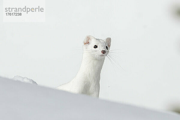 Nahaufnahme eines Kurzschwanzwiesels (Mustela erminea)  der im Schnee steht und hinter einer Schneewehe hervorschaut  getarnt in seinem weißen Winterfell; Montana  Vereinigte Staaten von Amerika