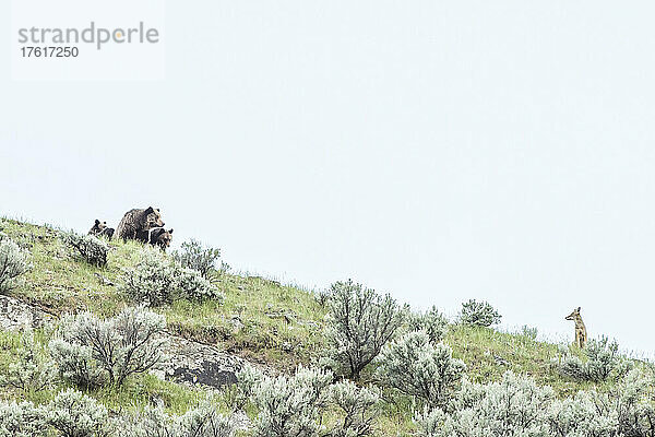 Braunbärensau (Ursus arctos) mit ihren beiden Jungen  die vorsichtig einen Kojoten (Canis latrans) von einem Salbeibusch-Hügel aus beobachten; Yellowstone National Park  Vereinigte Staaten von Amerika